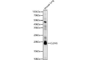 Western blot analysis of extracts of Mouse lung, using CLDN5 antibody (ABIN6127705, ABIN6138692, ABIN6138693 and ABIN6214365) at 1:2173 dilution. (Claudin 5 抗体  (AA 230-303))