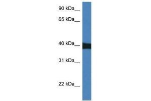 Western Blot showing Mapk9 antibody used at a concentration of 1. (JNK2 抗体  (N-Term))