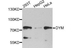 Western blot analysis of extracts of various cell lines, using DYM antibody. (Dymeclin 抗体)