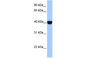CK2 alpha antibody used at 1 ug/ml to detect target protein. (CSNK2A1/CK II alpha 抗体  (C-Term))