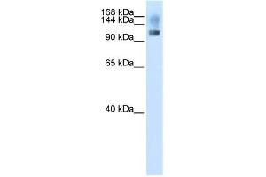 WB Suggested Anti-SFRS8 Antibody Titration:  2. (SFRS8 抗体  (N-Term))
