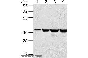 Western blot analysis of Human normal liver tissue and hepg2 cell, Jurkat and K562 cell, using HMOX2 Polyclonal Antibody at dilution of 1:550 (HMOX2 抗体)