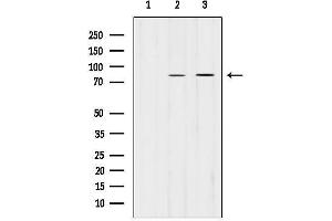 Western blot analysis of lysates from Hela, using PLO-Specific Antibody.