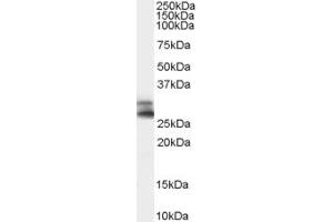 Staining of human testis lysate (35µg protein in RIPA buffer) with ABIN185328 (0. (COMT 抗体  (N-Term))