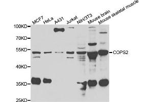 Western blot analysis of extracts of various cell lines, using COPS2 antibody (ABIN5974233) at 1/1000 dilution. (COPS2 抗体)