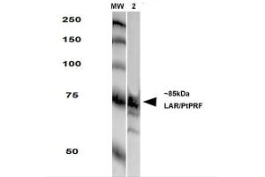 Western Blot analysis of Rat Brain Membrane showing detection of LAR protein using Mouse Anti-LAR Monoclonal Antibody, Clone S165-38 . (PTPRF 抗体  (AA 1315-1607))