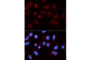Immunofluorescence (IF) image for anti-SH2B Adaptor Protein 1 (SH2B1) antibody (ABIN1876744) (SH2B1 抗体)