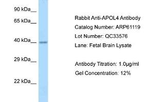 Western Blotting (WB) image for anti-Apolipoprotein L, 4 (APOL4) (N-Term) antibody (ABIN2788681) (Apolipoprotein L 4 抗体  (N-Term))