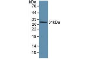 Western blot analysis of recombinant Human KLK1. (Kallikrein 1 抗体  (AA 25-261))