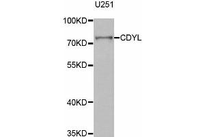 Western Blotting (WB) image for anti-Chromodomain Protein, Y-Like (CDYL) antibody (ABIN1882384) (CDYL 抗体)
