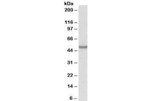 Western blot testing of HepG2 lysate with OAS1 antibody at 1ug/ml. (OAS1 抗体)