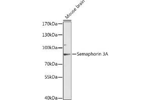 Western blot analysis of extracts of mouse brain, using Semaphorin 3A antibody (ABIN6134919, ABIN6147507, ABIN6147509 and ABIN6216796) at 1:3000 dilution. (SEMA3A 抗体  (AA 300-400))
