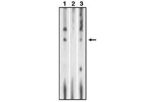 Image no. 1 for anti-Sphingosine-1-Phosphate Receptor 1 (S1PR1) (C-Term) antibody (ABIN264982) (S1PR1 抗体  (C-Term))