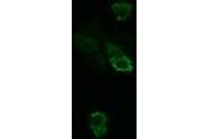 Image no. 2 for anti-TSC22 Domain Family, Member 3 (TSC22D3) antibody (ABIN1498455) (TSC22D3 抗体)