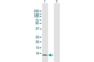 Western Blot analysis of CXCL13 expression in transfected 293T cell line by CXCL13 MaxPab polyclonal antibody. (CXCL13 抗体  (AA 1-109))