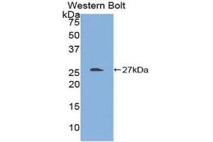 Western Blotting (WB) image for anti-Transforming Growth Factor beta 1 Induced Transcript 1 (TGFB1I1) (AA 256-461) antibody (ABIN1860728) (TGFB1I1 抗体  (AA 256-461))