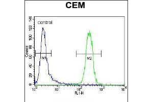 Flow cytometric analysis of CEM cells (right histogram) compared to a negative control cell (left histogram). (POLG 抗体  (C-Term))