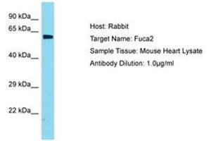 Image no. 1 for anti-Fucosidase, alpha-L- 2, Plasma (FUCA2) (AA 201-250) antibody (ABIN6749904) (FUCA2 抗体  (AA 201-250))