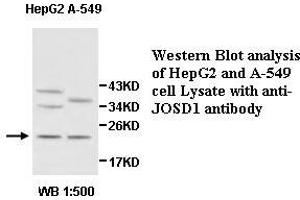 Image no. 1 for anti-Josephin Domain Containing 1 (JOSD1) antibody (ABIN1577406) (JOSD1 抗体)