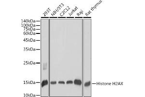 Western blot analysis of extracts of various cell lines, using Histone H2AX antibody (ABIN7267725) at 1:1000 dilution. (Histone H2A 抗体  (C-Term))
