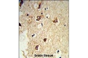 Formalin-fixed and paraffin-embedded mouse brain tissue reacted with GABARL2 Antibody, which was peroxidase-conjugated to the secondary antibody, followed by DAB staining. (GABARAPL2 抗体)