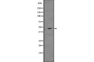 Western blot analysis of NPY4R expression in K562 cell line lysates ,The lane on the left is treated with the antigen-specific peptide. (NPY4R 抗体  (N-Term))