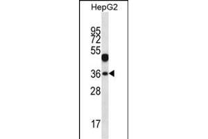WDR45L Antibody (N-term) (ABIN657176 and ABIN2837906) western blot analysis in HepG2 cell line lysates (35 μg/lane). (WD Repeat Domain 45B (WDR45B) (AA 24-52), (N-Term) 抗体)