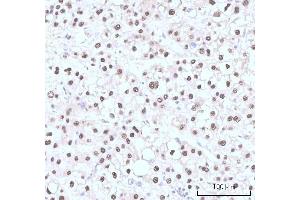 IHC analysis of Nesprin3/SYNE3 using anti-Nesprin3/SYNE3 antibody (ABIN7601328). (Nesprin3 抗体  (AA 322-495))