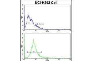 Flow cytometric analysis of NCI- cells using ALKBH8 Antibody (C-term)(bottom histogram) compared to a negative control cell (top histogram). (ALKBH8 抗体  (C-Term))