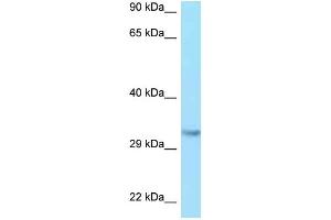 WB Suggested Anti-IGF2 Antibody Titration: 1. (IGF2 抗体  (C-Term))