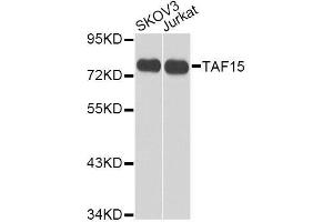 Western blot analysis of extracts of various cell lines, using TAF15 antibody. (TAF15 抗体  (AA 1-280))