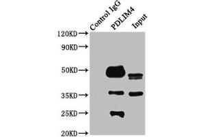 Immunoprecipitating PDLIM4 in K562 whole cell lysate Lane 1: Rabbit control IgG instead of ABIN7162726 in K562 whole cell lysate. (PDLIM4 抗体  (AA 81-243))