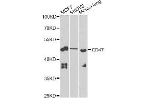 Western blot analysis of extracts of various cell lines, using CD47 Antibody (ABIN5970938) at 1/1000 dilution. (CD47 抗体)