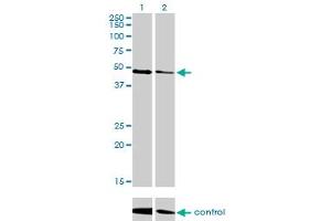 Western blot analysis of TP53 over-expressed 293 cell line, cotransfected with TP53 Validated Chimera RNAi (Lane 2) or non-transfected control (Lane 1). (p53 抗体  (AA 94-201))