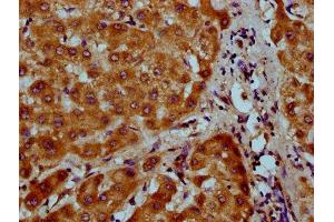 IHC image of ABIN7160724 diluted at 1:200 and staining in paraffin-embedded human liver tissue performed on a Leica BondTM system. (NAAA 抗体  (AA 29-199))