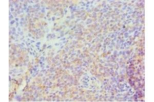 Immunohistochemistry of paraffin-embedded human tonsil tissue using ABIN7158299 at dilution of 1:100 (CD43 抗体  (AA 276-400))