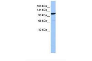 Image no. 1 for anti-Nucleoporin 155kDa (NUP155) (AA 796-845) antibody (ABIN6738869) (NUP155 抗体  (AA 796-845))