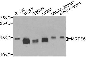 Western blot analysis of extracts of various cell lines, using MRPS6 antibody (ABIN6003616) at 1/1000 dilution. (MRPS6 抗体)