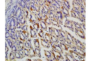 Formalin-fixed and paraffin embedded rat colon labeled with Anti-OLFM1 Polyclonal Antibody, Unconjugated (ABIN678308) at 1:200 followed by conjugation to the secondary antibody and DAB staining