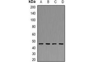 Western blot analysis of PDK4 expression in THP1 (A), Hela (B), mouse kidney (C), mouse heart (D) whole cell lysates.