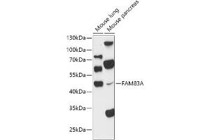 Western blot analysis of extracts of various cell lines, using FA antibody (ABIN7267120) at 1:1000 dilution. (FAM83A 抗体  (AA 1-160))
