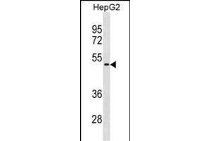 NEU1 Antibody (Center) (ABIN1881576 and ABIN2838925) western blot analysis in HepG2 cell line lysates (35 μg/lane). (NEU1 抗体  (AA 188-214))