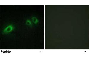 Immunofluorescence analysis of HeLa cells, using LAMB1 polyclonal antibody . (Laminin beta 1 抗体  (C-Term))