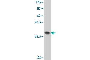 Western Blot detection against Immunogen (37. (SH3GL1 抗体  (AA 12-119))