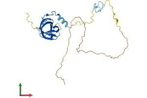 Protein Structure (PS) image for Zinc Finger, CCHC Domain Containing 17 (ZCCHC17) (AA 1-241) protein (His tag) (ABIN7561488)