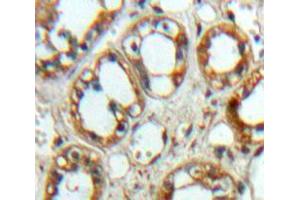 Immunohistochemistry (IHC) image for anti-Signal-Regulatory Protein alpha (SIRPA) (AA 116-308) antibody (ABIN5014315)