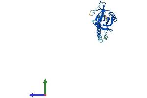 Protein Structure (PS) image for C-Type Lectin Domain Family 1, Member B (CLEC1B) (AA 1-229) protein (His tag) (ABIN7561668)
