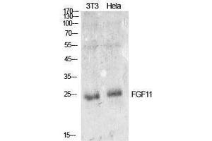 Western Blotting (WB) image for anti-Fibroblast Growth Factor 11 (FGF11) (Internal Region) antibody (ABIN3181402) (FGF11 抗体  (Internal Region))