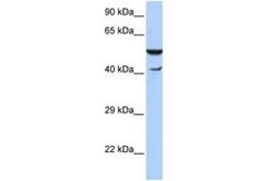 Image no. 1 for anti-HSPB (Heat Shock 27kDa) Associated Protein 1 (HSPBAP1) (N-Term) antibody (ABIN6742881) (HSPBAP1 抗体  (N-Term))