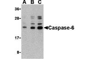 Western Blotting (WB) image for anti-Caspase 6, Apoptosis-Related Cysteine Peptidase (CASP6) (N-Term) antibody (ABIN1031299) (Caspase 6 抗体  (N-Term))